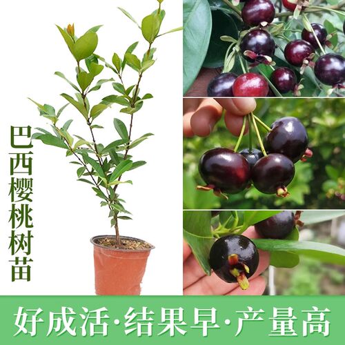 巴西甜樱桃树苗大果黑玫瑰樱桃苗车厘子盆栽南北方种植果树苗