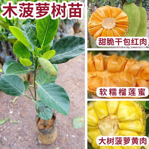 菠萝蜜树苗马来西亚菠萝蜜苗8号12号1号南北方种植盆栽阳台庭院