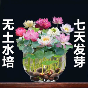 无土水培碗莲花卉植物室内好养四季 开花种子水养荷花盆栽客厅睡莲