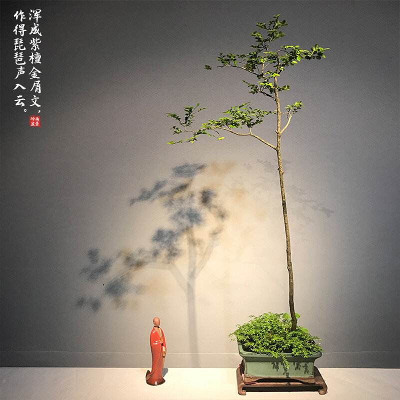 台湾小叶紫檀盆景室内大型好养绿植四季常青盆栽别墅庭院阳台树种