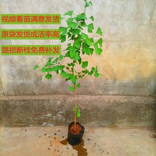 盆栽銀杏a樹苗庭院植物白果樹落葉喬木耐寒園林大型綠化風(fēng)景行道