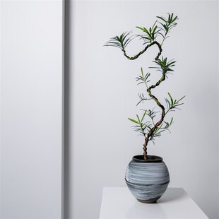 中古侘寂风游龙造型罗汉松植物茶室内装饰盆栽新S中式客厅桌面绿