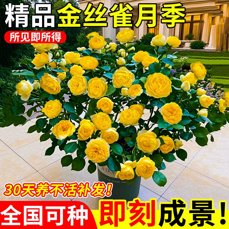 金丝雀月季花苗黄果汁四季开花卉大苗开花玫瑰花树苗绿植花卉大全图片