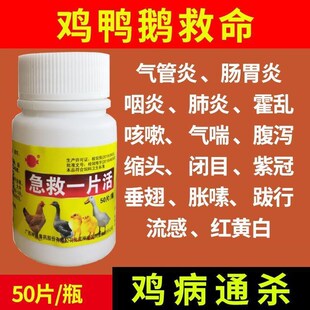 禽类急救一片活老牌子p鸡鸭鹅鸽兔感冒拉稀药鸡药大全特效小鸡救