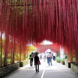 爬藤植物 珠帘 藤蔓盆栽锦屏藤苗 蔓地榕 珠帘藤 一帘幽梦 富威东