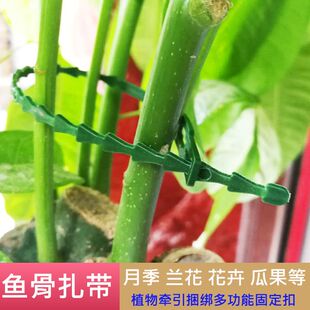 多功能爬藤鱼扎带菜园用绑扎带园林扎带园艺鱼骨扎线植物捆绑带