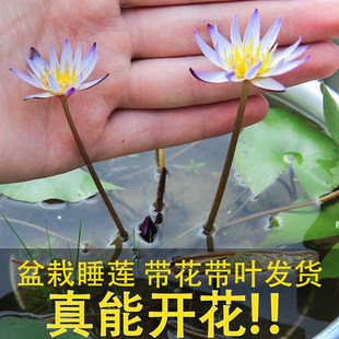 迷你四季 睡莲带花苞黑美人家庭水培盆栽水G生植物小花卉碗莲根块