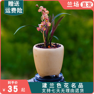 小苗植物红草红荷名贵兰花苗】盆栽花I卉【室内国兰浓香型兰草趣