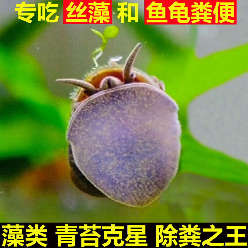鱼缸除藻专吃鱼屎乌龟粪便的螺冷水河蚌黑金刚马来大田螺青苔清洁