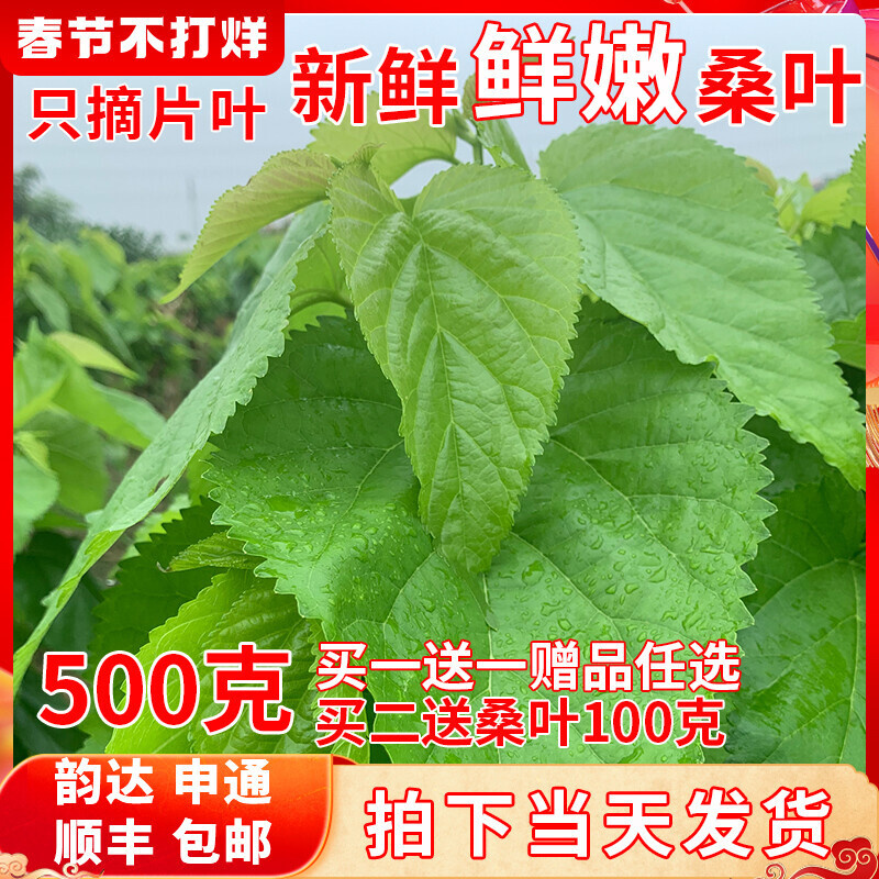 新鲜桑叶新鲜蚕宝宝饲料学生养蚕大叶小蚕鲜嫩现摘活蚕卵小桑