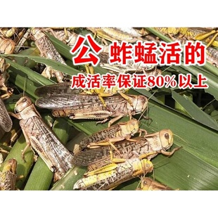 养殖大号提性1-3cm蚂蚱蝗虫蚱蜢虰蜢胡峰食四龄爬虫龟活虫新鲜黄