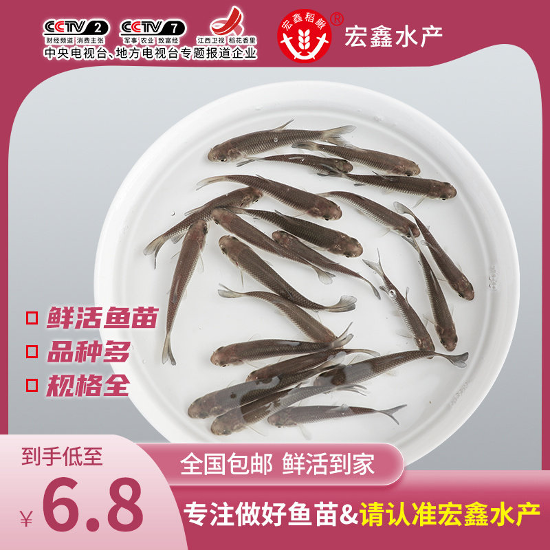 鲫鱼苗活体小鲫鱼草鱼苗龙鱼活体鱼