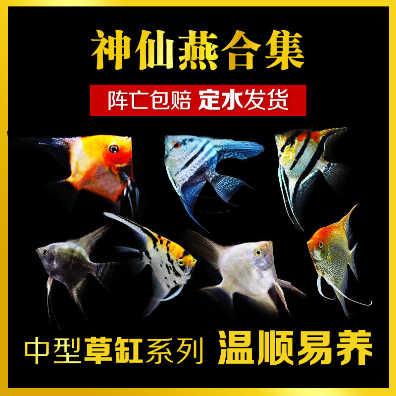 热带鱼观赏鱼神仙燕鱼活体白雪燕烟熏三色血魔蓝魔伊莎贝尔