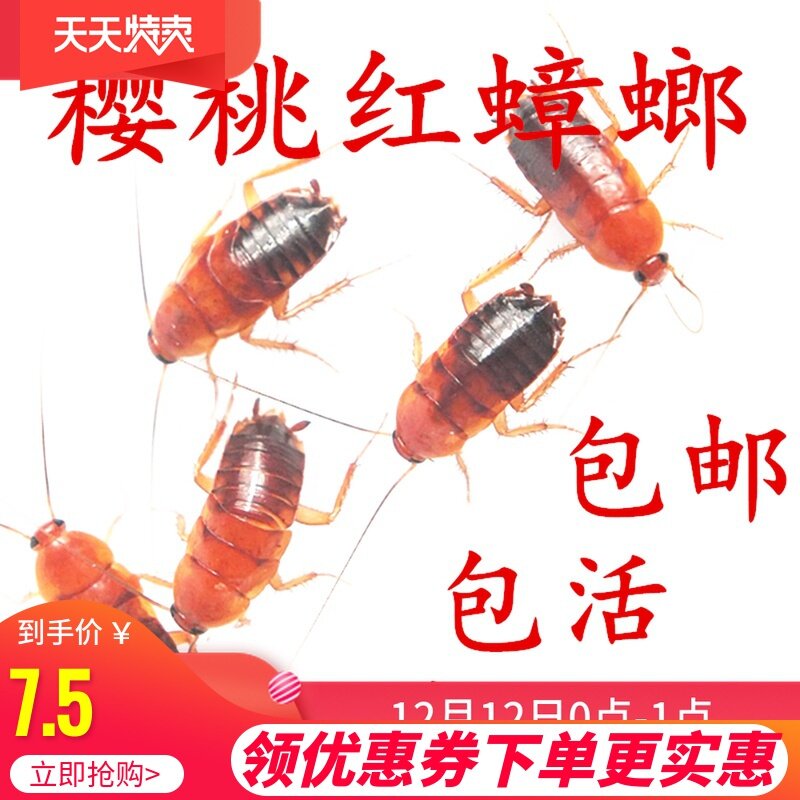 樱桃蟑螂活虫幼体蜥蜴守宫蚂蚁爬虫食物樱桃红蟑螂活体龙鱼饲料活