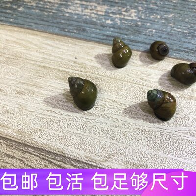 观赏螺除藻工具淡水苹果斑马杀手黄金黑金刚鲍鱼彩蛋清洁蜜蜂角螺