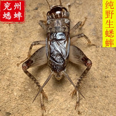 山东野生蟋蟀活体宁津蟋蟀活物活虫宁阳秋虫翅子大牙高级斗蛐蛐