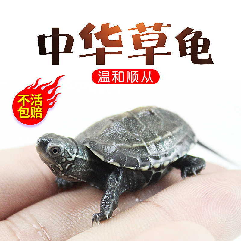 中华草龟小乌龟活体巴西幼苗龟宠物水龟金线龟活物龟墨龟草龟苗花