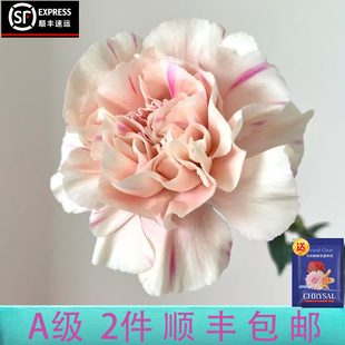 包邮 稀B级康乃馨20支云南鲜花直发2件 顺丰一支都赔 云画