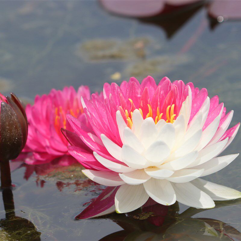 【夹克风】睡莲水生植物 水缸池塘庭院 丰花耐寒睡莲块茎莲痴瓦力