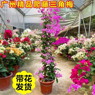 三角梅盆栽老桩爬藤花苗带花阳台庭院耐热好养四季开观赏花卉植物