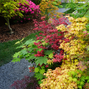 枫树盆栽红枫树苗团扇枫羽毛枫A槭树庭院主树阳台花园四季马洋亭