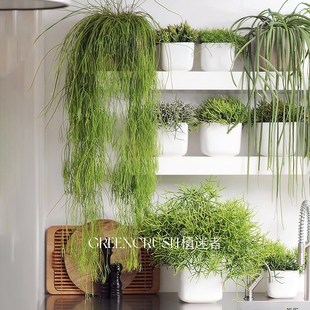 丝苇垂吊植物绿植盆s栽好看好养室内客厅阳台植迷者