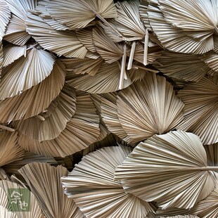 大葵叶棕榈叶蒲葵叶干p燥花干树枝蒲扇叶干结婚庆礼橱窗装饰插花