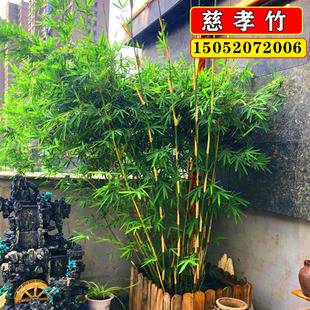 竹子苗慈孝竹庭院造景竹观赏竹四季种H植丛生竹大型窝竹阳台盆栽