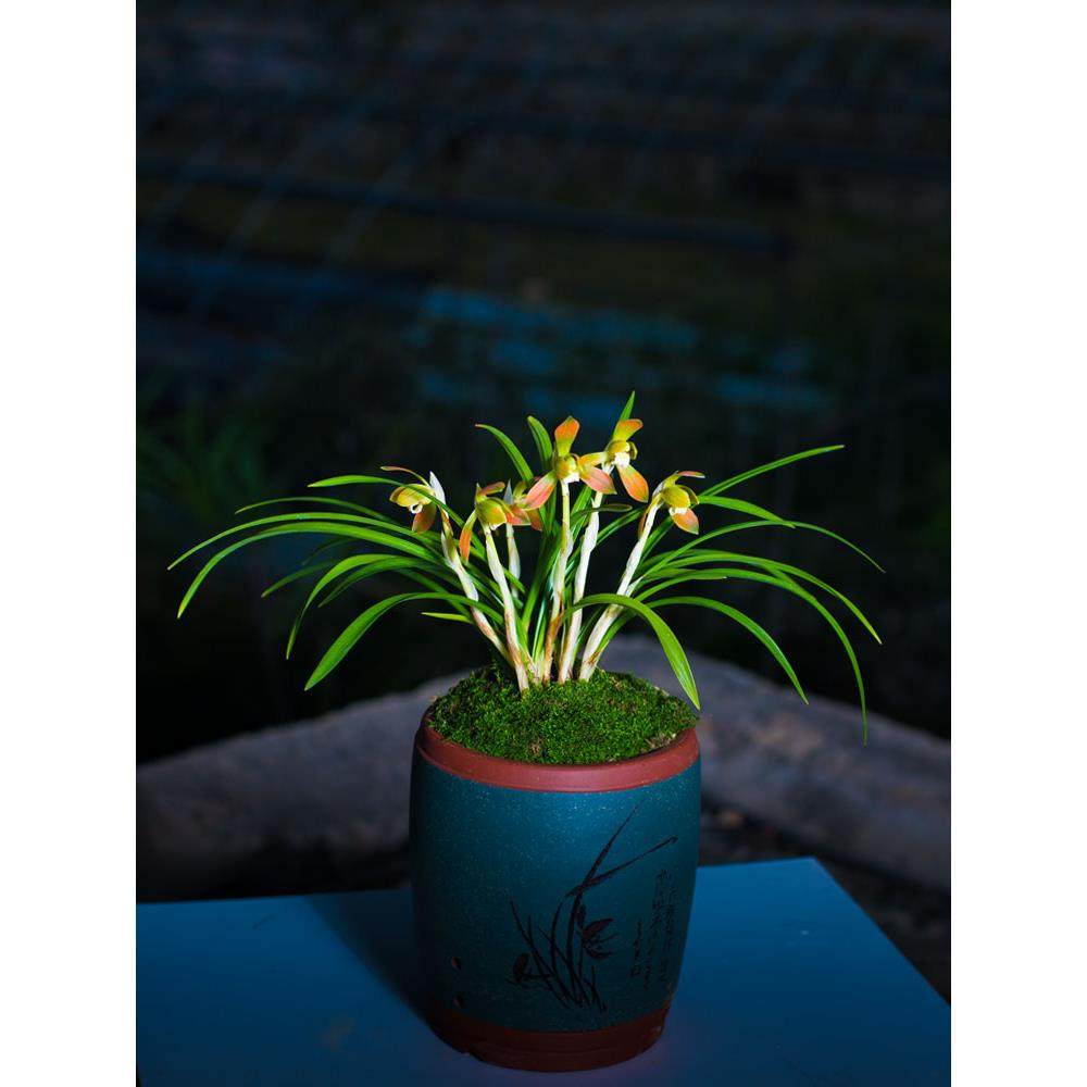 【极红】兰花盆栽春兰名贵兰草花春兰浓香型兰花苗带花苞伴月观兰