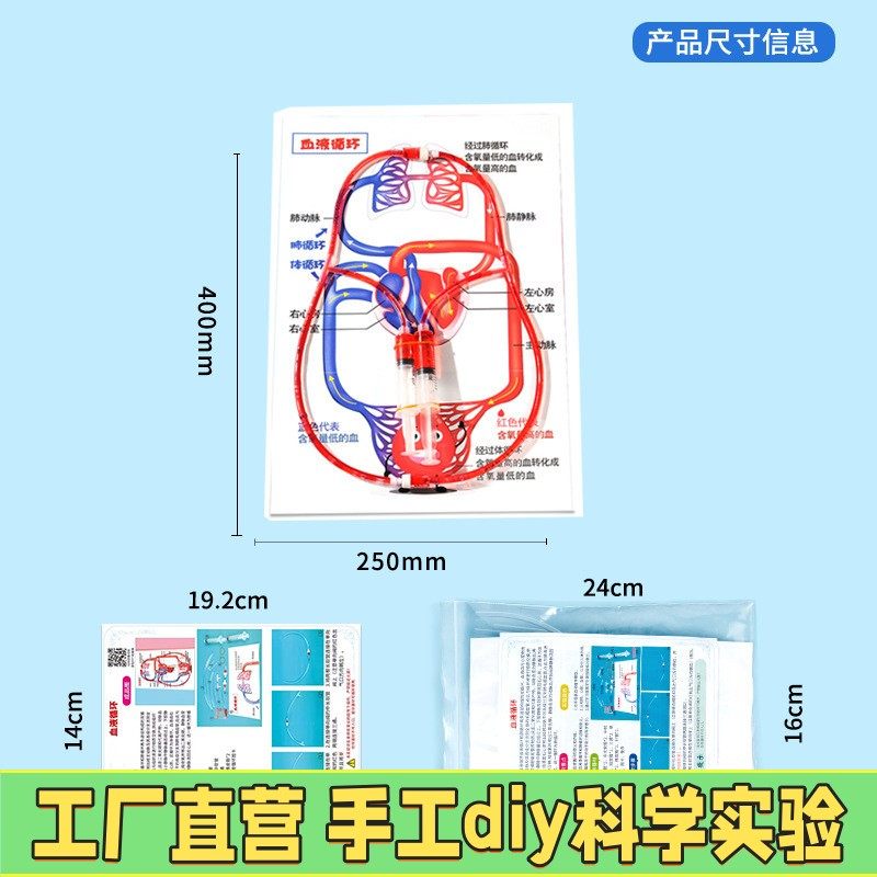 儿童认识人体器官血液循环模型教具图初中生物小学生医学实验X35