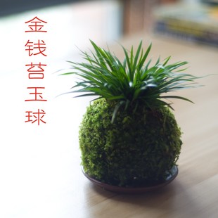 苔玉球茶台书房苔藓微景观Y禅意盆景摆 金钱虎须菖蒲野梅文竹日式
