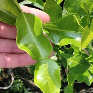 泰式粗皮柠檬嫁接苗 马蜂橙嫁接苗 泰式柠檬苗盆栽皱皮柠檬苗杯苗