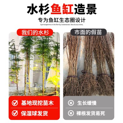 水杉水培造型盆景四季室内办公室好养活懒人绿植鱼缸造景水养植物