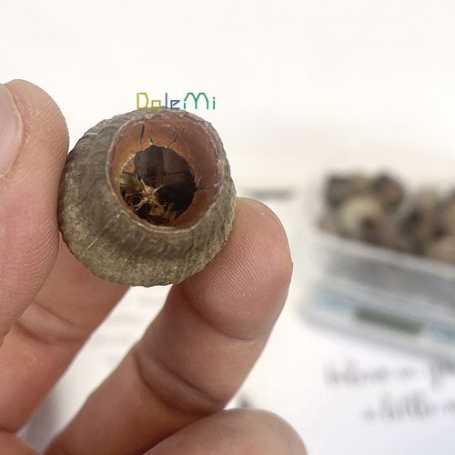 招财果干花南非一口钟烟斗果diy盒装花材 家居民宿复古装饰品花卉