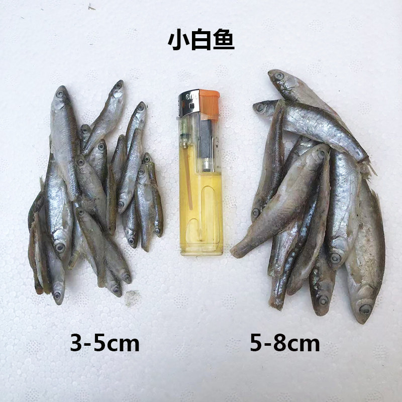 冷冻小鱼喂鱼饲料鱼龙鱼鱼食单冻新鲜小白条鱼龙鱼鱼食泥鳅河虾