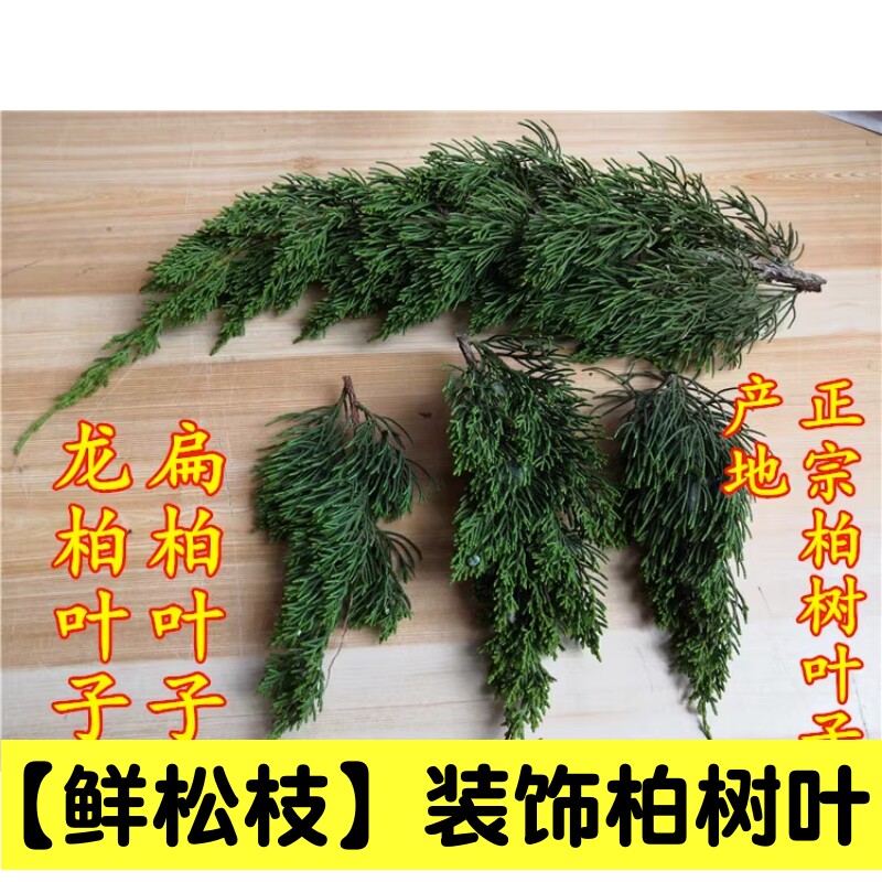 现剪松树枝鲜活天然松柏枝叶真正手工耶诞树装饰diy龙柏枝条摄影