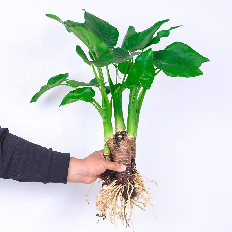 滴水观音千手观音绿植水培植物室内桌面耐阴净化空气耐阴好养盆栽