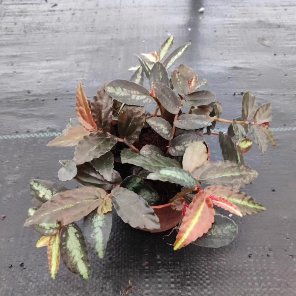 吐烟花 花叶趣味室内雨林缸造景 耐阴绿植吸甲醛观叶植物花卉盆栽