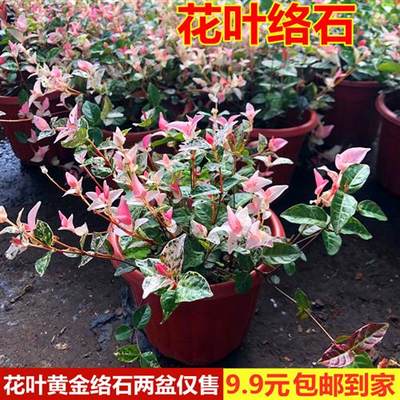 花叶络石花苗盆栽室内阳台庭院花园四季垂吊兰彩叶耐寒热植物包邮