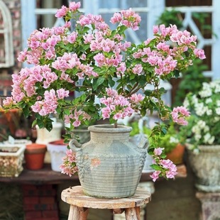 许纯的花房 粗陶红陶破旧复古感葡萄双耳罐子 三角梅枫树花盆