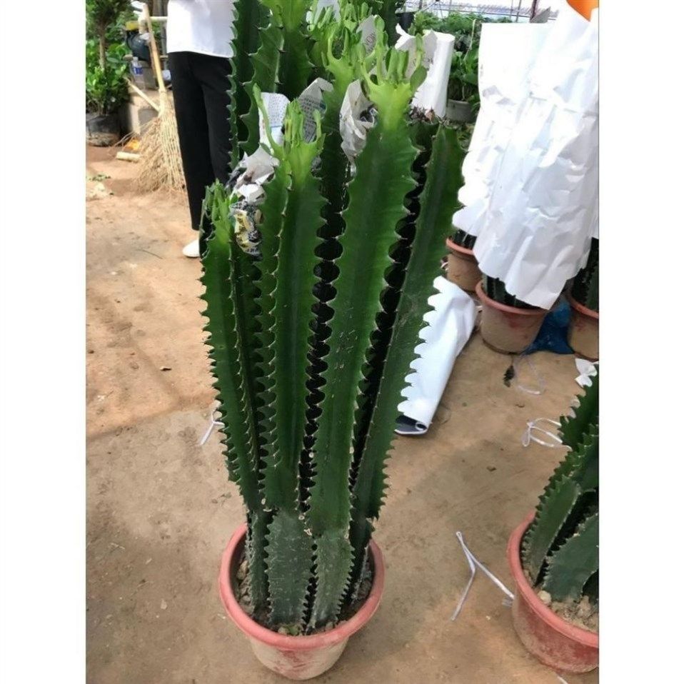 龙骨植物盆栽仙人柱盆栽玉麒麟盆栽仙人掌盆栽 吸甲醛四季常青