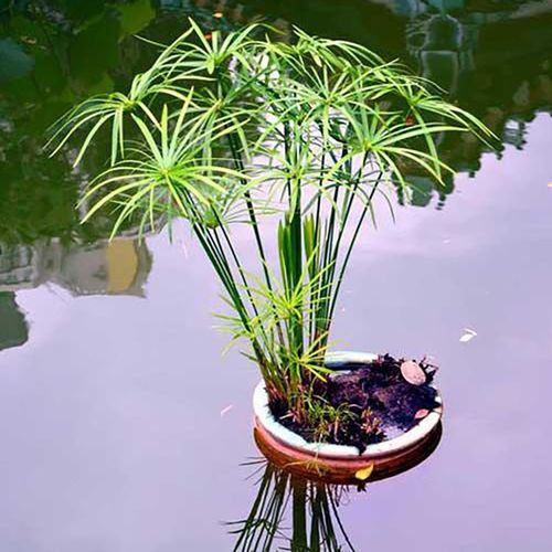 旱伞草水竹风车草庭院水生花镜植物水陆均可多年生耐寒鱼池水草