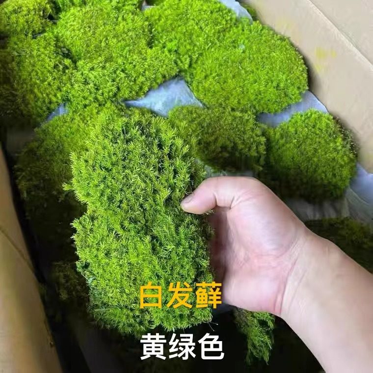 永生苔藓墙彷真植物背景墙白发藓苔藓青苔草坪装饰彷真白盆景铺面