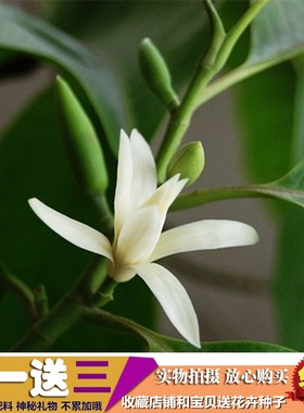 新品室内 白兰花盆栽 木兰花黄桷J兰植物浓香绿植苗嫁接