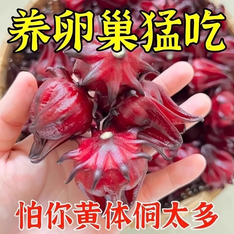 黃體酮茶種子循環養雌茶