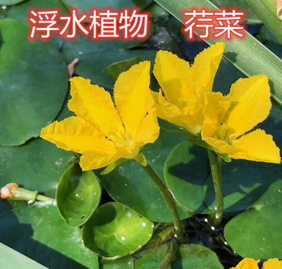 水生植物浅水植物浮水植物荇菜莕菜莲叶莕菜驴蹄莱水荷叶美化水面