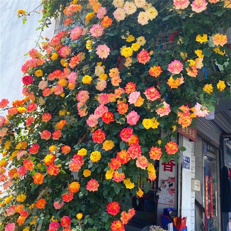 欧洲藤本月季花树小苗庭院盆栽爬墙攀援绿化植物浓香大花爬藤月季,鲜花速递/花卉仿真/绿植园艺,月季/蔷薇/玫瑰,淘宝优惠券,粉丝福利购,淘宝优惠卷