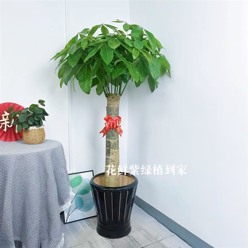 单杆发财树c盆栽大型绿植室内植物客厅办公室深圳同城新房开业乔