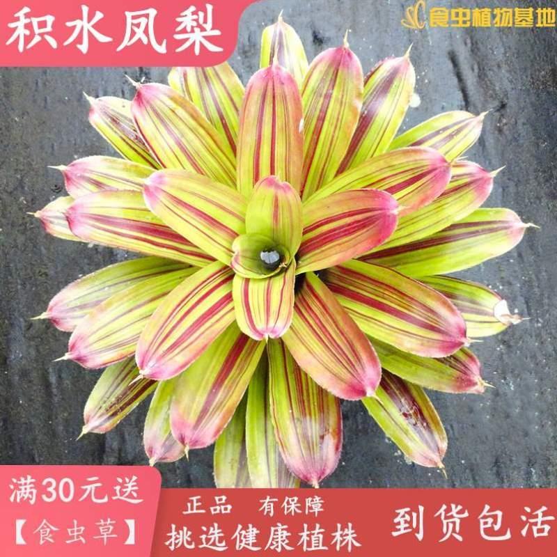 积水造爬虫园林绿植水陆雨林缸缸缸景观植物食虫生态包邮凤梨水草