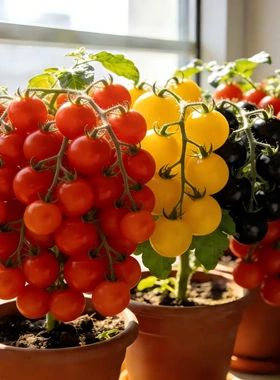 [下单立减50】盆栽小番茄蔬菜种苗适合阳台庭院种植简单易上手Q